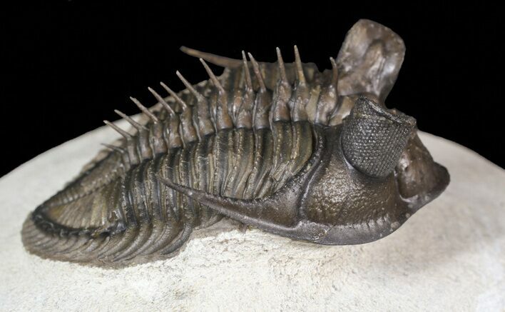 Top Quality Tower Eyed Erbenochile Trilobite #62933